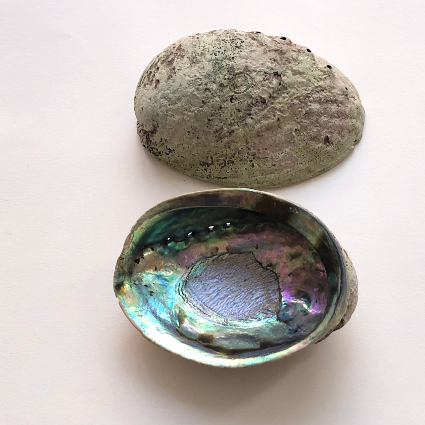 Abalone Smudge Bowl | Unpolished